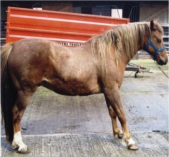 درمان لمینایتیس اسب