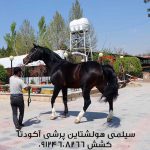 اسپرم اسب-سیلمی-پرشی-هلشتاین-آگودتا