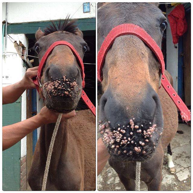 زیگیل اسب درمان