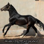 اسب پرشی هولشتاین اسب پرشی هلشتاین اسب پرشین هورس اسب های پرشی فروش اسب پرشی وارداتی فروش اسب پرشی نریان اسب مادیان پرشی فروش اسب پرشی خارجی اسب پرشی فروشی اسب سیلمی پرشی دیوار اسب پرشی اسب پرشی در ایران اسب پرشی خارجی فروشی اسب پرشی خرید اسب پرشی خارجی فروش اسب پرشی خارجی بهترین اسب پرشی دنیا بهترین اسب پرشی بهترین اسب پرشی ایران