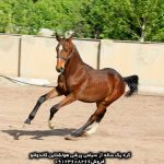 قیمت اسب پرشی خارجی خرید اسب پرشی فروش اسب پرشی خارجی خرید اسب پرشی خارجی اسب پرشی اسب پرشی ترکمن اسب پرشی خرید اسب پرشی هولشتاین اسب پرشی قیمت اسب پرشی فروشی اسب پرشی خارجی فروشی اسب کی دوبلیو نژاد اسب کی دوبلیو قیمت اسب کی دوبلیو اسب کی دوبلیو پی آن