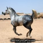 خرید اسب عرب خرید اسب عربی خرید اسب عرب اصیل خرید اسب عرب اصیل ایرانی قیمت اسب عرب فروش اسب عرب مصری دیوار خرید و فروش اسب عرب خالص ایرانی خرید فروش اسب عرب خرید و فروش اسب عرب ایرانی خرید و فروش اسب عرب خالص ایرانی خرید فروش اسب عرب خرید و فروش اسب عرب ایرانی قیمت خرید اسب عرب قیمت اسب عرب در ایران فروش اسب عرب در ایران خرید اسب عرب مصری در ایران خرید اسب اصیل عرب در تهران قیمت اسب عرب در ایران