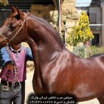 سیلمی عرب اسب سیلمی عرب برای کشش سیلمی عربی مصری بهترین سیلمی های عرب ایران بهترین سیلمی عرب اسب سیلمی عرب برای کشش سیلمی عربی ایرانی سیلمی اسب عرب سیلمی های عرب ایرانی سیلمی های عرب ایران سیلمی های اسب عرب