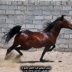سیلمی کرد اژدر کرمانشاه سیلمی کرد اژدر حاج کرم بیشترین جستجو سیلمی کرد گ سیلمی کرد سلطان گنبد اسب سیلمی کرد سلطان گنبد سیلمی کرد سیروان لارتی اسب سیلمی کرد سیروان لارتی سیلمی های کرد بهترین سیلمی های کرد ایران سیلمی های کرد اصفهان اسب سیلمی کرد یاغی