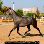 خرید اسب ترکمن خرید اسب ترکمن اصیل خرید اسب ترکمن آخال تکه خرید اسب ترکمن یموت خرید اسب ترکمن ارزان قیمت اسب ترکمن طلایی قیمت اسب ترکمن در ایران خرید فروش اسب ترکمن خرید و فروش اسب ترکمن خرید و فروش اسب ترکمن صحرا قیمت فروش اسب ترکمن خرید و فروش اسب ترکمن خرید و فروش اسب ترکمن صحرا قیمت خرید اسب ترکمن قیمت خرید اسب اصیل ترکمن قیمت فروش اسب ترکمن قیمت بهترین اسب ترکمن قیمت اسب ترکمن در گنبد کاووس خرید اسب ترکمن اصیل خرید اسب ترکمن ارزان قیمت اسب ترکمن اصیل قیمت اسب ترکمن مسابقه ای خرید اسب بندر ترکمن فروش اسب ترکمن پرشی خرید اسب ترکمن آخال تکه قیمت اسب ترکمن آخال تکه فروش اسب ترکمن آخال تکه قیمت اسب جوان ترکمن در ایران قیمت اسب ترکمن چناران قیمت اسب ترکمن چقدر است خرید اسب ترکمن خالص قیمت اسب خوب ترکمن