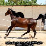 اسب پرشی kwpn اسب پرشی هلشتاین اسب پرشین هورس اسب های پرشی فروش اسب پرشی وارداتی فروش اسب پرشی نریان اسب مادیان پرشی فروش اسب پرشی خارجی اسب پرشی فروشی اسب سیلمی پرشی دیوار اسب پرشی اسب پرشی در ایران اسب پرشی خارجی فروشی اسب پرشی خرید اسب پرشی خارجی فروش اسب پرشی خارجی بهترین اسب پرشی دنیا بهترین اسب پرشی بهترین اسب پرشی ایران