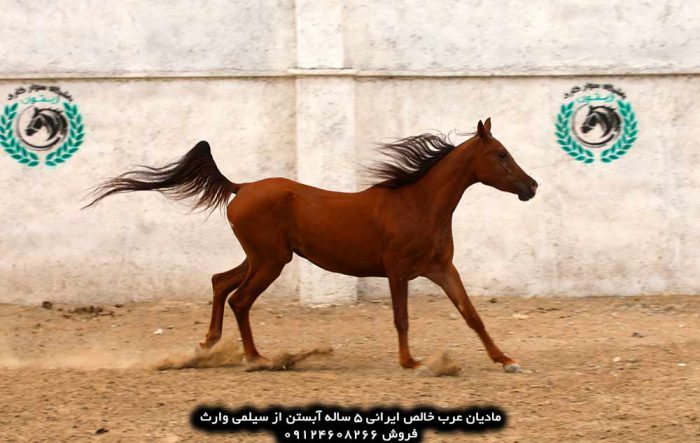 خرید اسب عرب خرید اسب عربی خرید اسب عرب اصیل خرید اسب عرب اصیل ایرانی قیمت اسب عرب فروش اسب عرب مصری دیوار خرید و فروش اسب عرب خالص ایرانی خرید فروش اسب عرب خرید و فروش اسب عرب ایرانی خرید و فروش اسب عرب خالص ایرانی خرید فروش اسب عرب خرید و فروش اسب عرب ایرانی