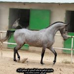 خرید اسب ترکمن خرید اسب ترکمن اصیل خرید اسب ترکمن آخال تکه خرید اسب ترکمن یموت خرید اسب ترکمن ارزان قیمت اسب ترکمن طلایی قیمت اسب ترکمن در ایران خرید فروش اسب ترکمن خرید و فروش اسب ترکمن خرید و فروش اسب ترکمن صحرا قیمت فروش اسب ترکمن خرید و فروش اسب ترکمن خرید و فروش اسب ترکمن صحرا قیمت خرید اسب ترکمن قیمت خرید اسب اصیل ترکمن قیمت فروش اسب ترکمن قیمت بهترین اسب ترکمن قیمت اسب ترکمن در گنبد کاووس خرید اسب ترکمن اصیل خرید اسب ترکمن ارزان قیمت اسب ترکمن اصیل قیمت اسب ترکمن مسابقه ای خرید اسب بندر ترکمن فروش اسب ترکمن پرشی خرید اسب ترکمن آخال تکه قیمت اسب ترکمن آخال تکه فروش اسب ترکمن آخال تکه قیمت اسب جوان ترکمن در ایران قیمت اسب ترکمن چناران قیمت اسب ترکمن چقدر است خرید اسب ترکمن خالص قیمت اسب خوب ترکمن