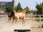 خرید اسب ترکمن خرید اسب ترکمن اصیل خرید اسب ترکمن آخال تکه خرید اسب ترکمن یموت خرید اسب ترکمن ارزان قیمت اسب ترکمن طلایی قیمت اسب ترکمن در ایران خرید فروش اسب ترکمن خرید و فروش اسب ترکمن خرید و فروش اسب ترکمن صحرا قیمت فروش اسب ترکمن خرید و فروش اسب ترکمن خرید و فروش اسب ترکمن صحرا قیمت خرید اسب ترکمن قیمت خرید اسب اصیل ترکمن