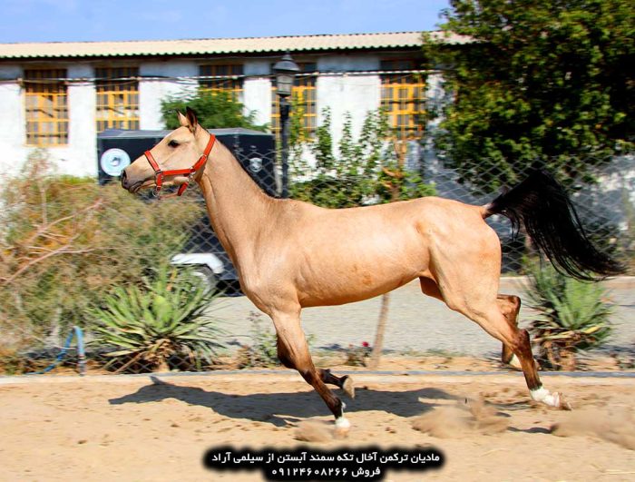 خرید اسب ترکمن خرید اسب ترکمن اصیل خرید اسب ترکمن آخال تکه خرید اسب ترکمن یموت خرید اسب ترکمن ارزان قیمت اسب ترکمن طلایی قیمت اسب ترکمن در ایران خرید فروش اسب ترکمن خرید و فروش اسب ترکمن خرید و فروش اسب ترکمن صحرا قیمت فروش اسب ترکمن خرید و فروش اسب ترکمن خرید و فروش اسب ترکمن صحرا قیمت خرید اسب ترکمن قیمت خرید اسب اصیل ترکمن