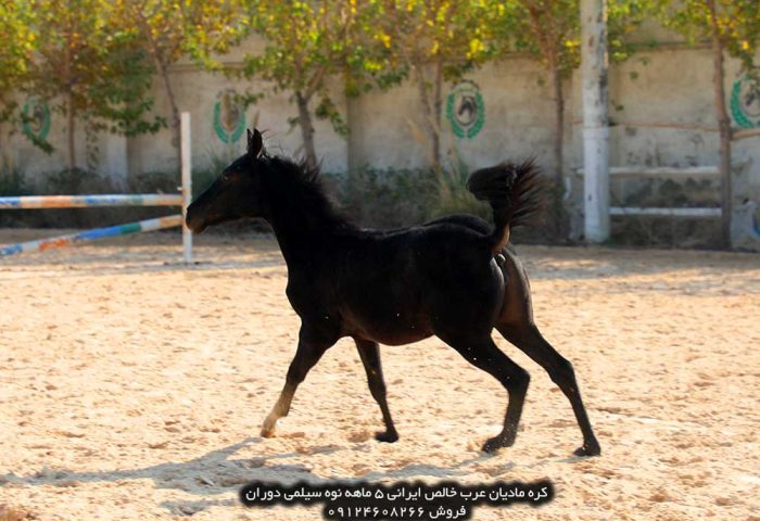 خرید اسب عرب خرید اسب عربی خرید اسب عرب اصیل خرید اسب عرب اصیل ایرانی قیمت اسب عرب فروش اسب عرب مصری دیوار خرید و فروش اسب عرب خالص ایرانی خرید فروش اسب عرب خرید و فروش اسب عرب ایرانی خرید و فروش اسب عرب خالص ایرانی خرید فروش اسب عرب خرید و فروش اسب عرب ایرانی قیمت خرید اسب عرب قیمت اسب عرب در ایران فروش اسب عرب در ایران خرید اسب عرب مصری در ایران خرید اسب اصیل عرب در تهران قیمت اسب عرب در ایران فروش اسب عرب در ایران خرید اسب عرب اصیل ایرانی قیمت اسب عرب مصری اصیل قیمت اسب عرب در ایران خرید و فروش اسب عرب خالص ایرانی خرید اسب عربی اصیل قیمت اسب عرب ایران خرید اسب عرب مصری تهران