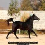 خرید اسب عرب خرید اسب عربی خرید اسب عرب اصیل خرید اسب عرب اصیل ایرانی قیمت اسب عرب فروش اسب عرب مصری دیوار خرید و فروش اسب عرب خالص ایرانی خرید فروش اسب عرب خرید و فروش اسب عرب ایرانی خرید و فروش اسب عرب خالص ایرانی خرید فروش اسب عرب خرید و فروش اسب عرب ایرانی قیمت خرید اسب عرب قیمت اسب عرب در ایران فروش اسب عرب در ایران خرید اسب عرب مصری در ایران خرید اسب اصیل عرب در تهران قیمت اسب عرب در ایران فروش اسب عرب در ایران خرید اسب عرب اصیل ایرانی قیمت اسب عرب مصری اصیل قیمت اسب عرب در ایران خرید و فروش اسب عرب خالص ایرانی خرید اسب عربی اصیل قیمت اسب عرب ایران خرید اسب عرب مصری تهران