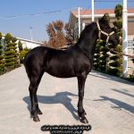 خرید اسب فریزین خرید اسب فریزین دیوار خرید اسب فریزین در ایران قیمت اسب فریزین قیمت اسب فریزین دیوار قیمت اسب فریزین مشکی فروش اسب فریزین خرید اسب کرد قیمت اسب فریزین شیپور قیمت اسب فریزین سیاه فروش اسب فریزین فروش اسب فریزین دیوار فروش اسب فریزین در ایران خرید اسب فریزین خرید اسب فریزین دیوار خرید اسب فریزین در ایران فروش اسب شایر فروش اسب کرد در کرمانشاه مرکز فروش اسب فریزین در ایران قیمت اسب فریزین قیمت اسب فریزین دیوار قیمت اسب فریزین مشکی قیمت اسب فریزین سیاه خرید اسب فریزین