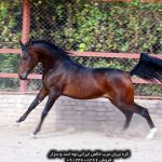 ئەسپێکی عەرەبی بکڕە ئەسپێکی عەرەبی بکڕە ئەسپێکی پاکی عەرەبی بکڕە کڕینی ئەسپی عەرەبی فارسی پاک نرخی ئەسپی عەرەبی فرۆشتنی ئەسپی عەرەبی میسری کڕین و فرۆشتنی ئەسپی عەرەبی فارسی پاک کڕین و فرۆشتنی ئەسپی عەرەبی کڕین و فرۆشتنی ئەسپی عەرەبی ئێرانی کڕین و فرۆشتنی ئەسپی عەرەبی فارسی پاک کڕین و فرۆشتنی ئەسپی عەرەبی کڕین و فرۆشتنی ئەسپی عەرەبی ئێرانی نرخی کڕینی ئەسپێکی عەرەبی نرخی ئەسپی عەرەبی لە ئێران فرۆشتنی ئەسپی عەرەبی لە ئێران کڕینی ئەسپی عەرەبی میسری لە ئێران کڕینی ئەسپێکی پاکی عەرەبی لە تاران نرخی ئەسپی عەرەبی لە ئێران فرۆشتنی ئەسپی عەرەبی لە ئێران کڕینی ئەسپی عەرەبی فارسی پاک نرخی ئەسپێکی عەرەبی میسری پاک نرخی ئەسپی عەرەبی لە ئێران کڕین و فرۆشتنی ئەسپی عەرەبی فارسی پاک ئەسپێکی عەرەبی ڕەگەزی پاک بکڕە نرخی ئەسپی عەرەبی لە ئێران کڕینی ئەسپێکی عەرەبی میسری لە تاران کڕینی ئەسپێکی پاکی عەرەبی لە تاران ئەسپێکی عەرەبی چەندە؟ کڕینی ئەسپێکی پاکی عەرەبی نرخی ئەسپێکی پاکی فارسی عەرەبی نرخی ئەسپی پاکی عەرەبی