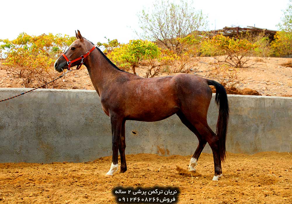 خرید اسب ترکمن خرید اسب ترکمن اصیل خرید اسب ترکمن آخال تکه خرید اسب ترکمن یموت خرید اسب ترکمن ارزان قیمت اسب ترکمن طلایی قیمت اسب ترکمن در ایران خرید فروش اسب ترکمن خرید و فروش اسب ترکمن خرید و فروش اسب ترکمن صحرا قیمت فروش اسب ترکمن خرید و فروش اسب ترکمن خرید و فروش اسب ترکمن صحرا قیمت خرید اسب ترکمن قیمت خرید اسب اصیل ترکمن