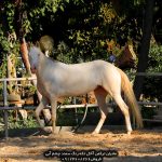 خرید اسب ترکمن خرید اسب ترکمن اصیل خرید اسب ترکمن آخال تکه خرید اسب ترکمن یموت خرید اسب ترکمن ارزان قیمت اسب ترکمن طلایی قیمت اسب ترکمن در ایران خرید فروش اسب ترکمن خرید و فروش اسب ترکمن خرید و فروش اسب ترکمن صحرا قیمت فروش اسب ترکمن خرید و فروش اسب ترکمن خرید و فروش اسب ترکمن صحرا قیمت خرید اسب ترکمن قیمت خرید اسب اصیل ترکمن قیمت فروش اسب ترکمن قیمت بهترین اسب ترکمن قیمت اسب ترکمن در گنبد کاووس خرید اسب ترکمن اصیل خرید اسب ترکمن ارزان قیمت اسب ترکمن اصیل