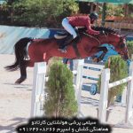 اسب خارجی قیمت اسب خارجی پرشی اسب خارجی در ایران قیمت اسب خارجی قیمت اسب خارجی در ایران فروش اسب خارجی قیمت اسب پرشی خارجی قیمت اسب مسابقه خارجی قیمت اسب دوسر خارجی پرشی قیمت زین اسب خارجی قیمت اسب های خارجی