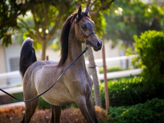 خرید اسب عرب مصری جهت کشش