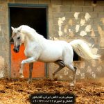 اسب سیلمی عرب برای کشش سیلمی عربی مصری بهترین سیلمی های عرب ایران بهترین سیلمی عرب اسب سیلمی عرب برای کشش سیلمی عربی ایرانی سیلمی اسب عرب سیلمی های عرب ایرانی سیلمی های عرب ایران سیلمی های اسب عرب