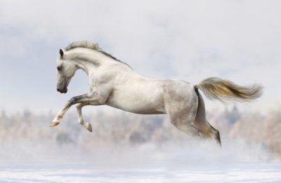 خرید اسب عرب سفید