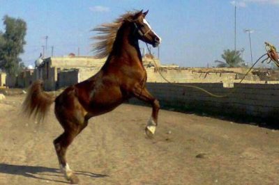 خرید اسب عرب خوزستان