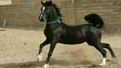اسب عرب خوزستان