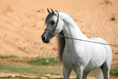 خرید کره اسب عرب خالص ایرانی