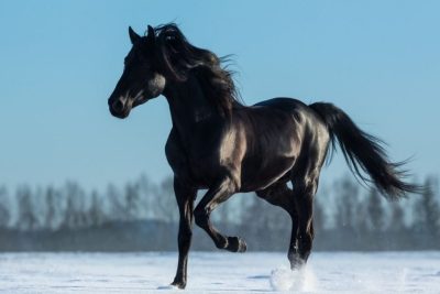 خرید اسب عرب سیاه