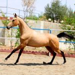 خرید اسب ترکمن دیوار خرید اسب ترکمن اصیل خرید اسب ترکمن خالص خرید اسب ترکمن مادیان قیمت اسب ترکمن دیوار قیمت اسب ترکمن طلایی