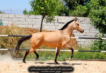 اسب یموت ترکمن بهترین اسب ترکمن بهترین اسب ترکمن ایران بهترین اسب ترکمن در ایران بهترین اسب ترکمنستان بهترین اسب ترکمن دنیا زیباترین اسب ترکمن بهترین اسب عرب در ایران