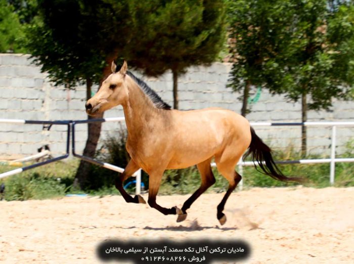 اسب یموت ترکمن بهترین اسب ترکمن بهترین اسب ترکمن ایران بهترین اسب ترکمن در ایران بهترین اسب ترکمنستان بهترین اسب ترکمن دنیا زیباترین اسب ترکمن بهترین اسب عرب در ایران