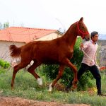 اسب پرشی ترکمن اسب پرشی خرید اسب پرشی هولشتاین اسب پرشی قیمت اسب پرشی فروشی اسب پرشی خارجی فروشی