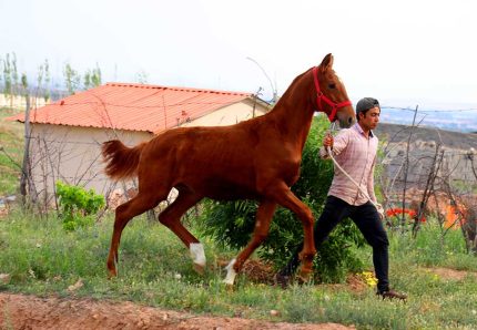 اسب پرشی ترکمن اسب پرشی خرید اسب پرشی هولشتاین اسب پرشی قیمت اسب پرشی فروشی اسب پرشی خارجی فروشی