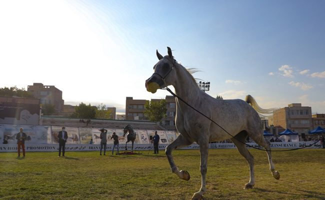 خرید اسب عرب شادگان