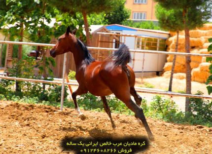 خرید اسب نژاد عرب قیمت اسب نژاد عرب فروش اسب عرب نریان قیمت اسب نژاد عرب در ایران