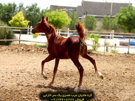 قیمت اسب عرب ایران خرید اسب عرب مصری تهران خرید اسب اصیل عرب در تهران قیمت اسب عرب چند است