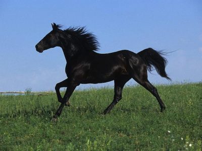 خرید اسب عرب تیره حمدانی