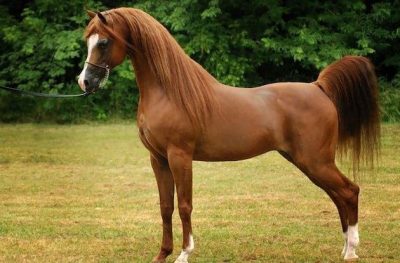 خرید اسب عرب یزدی