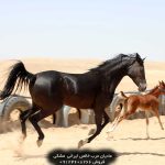 مادیان عرب فروشی