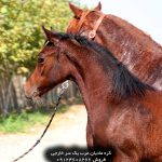 خرید اسب عرب مصری خرید اسب عرب مصری وارداتی قیمت اسب عرب مصری اصیل قیمت اسب عرب مصری خرید اسب نژاد عرب قیمت اسب نژاد عرب