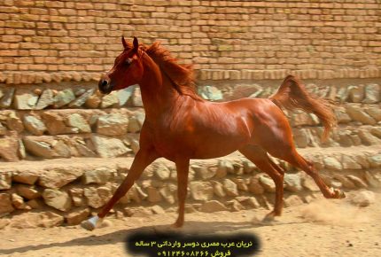 فروش اسب عرب خالص ایرانی فروش اسب عرب کورسی اسب اصیل عرب چیست؟