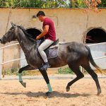 مادیان دوسر خارجی پرشی هولشتاین برای مسابقات حرفه ای