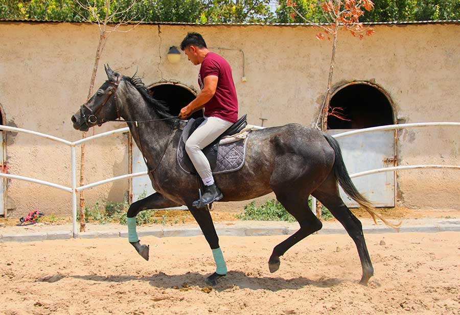 مادیان دوسر خارجی پرشی هولشتاین برای مسابقات حرفه ای