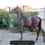 خرید اسب ترکمن خالص قیمت اسب ترکمن آخال تکه پرورش اسب ترکمن در ایران