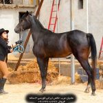 اسب کورسی اسب کورسی فروشی اسب کورسی عرب