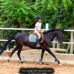 اسب ترکمن درساژ با شجره‌نامه معتبر