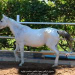 خرید اسب ترکمن خالص خرید اسب ترکمن قیمت خريد اسب تركمن خرید و فروش اسب ترکمن