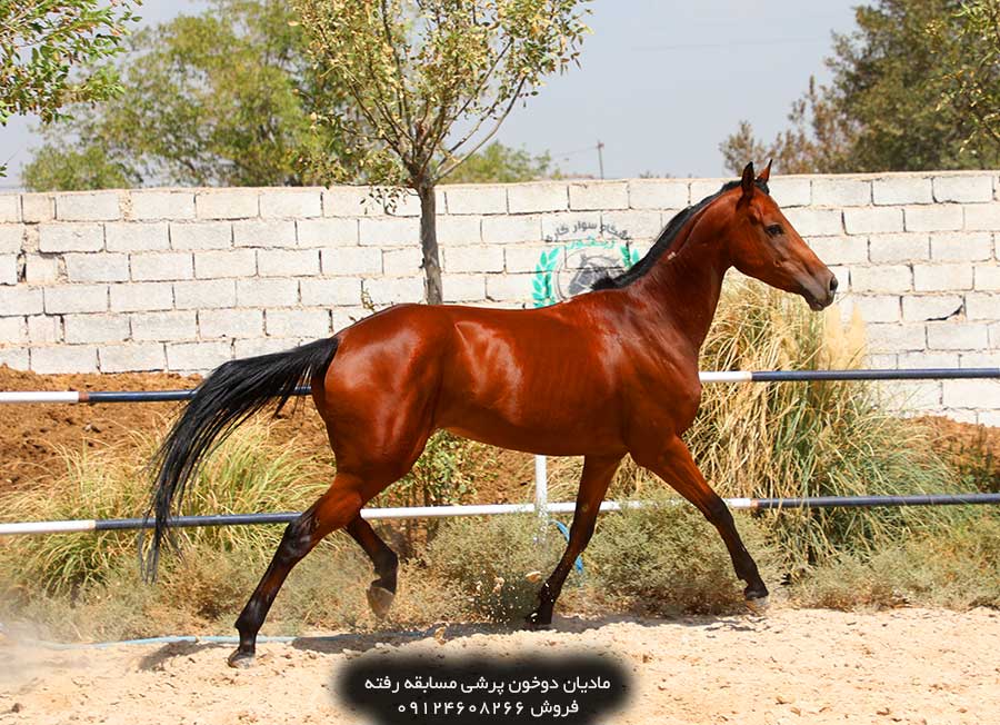 خرید اسب پرشی خرید اسب پرشی دوسر خارجی خرید اسب پرشی خارجی