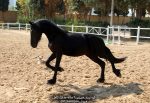 اسب فریزین Friesian horse