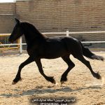 خرید اسب فریزین پرورش اسب فریزین